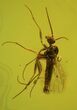 Three Detailed Fossil Flies (Diptera) In Baltic Amber #48124-3
